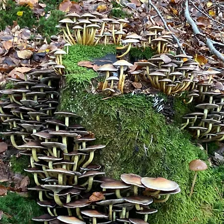 ベッド・アンド・ブレックファスト En Passant 3*