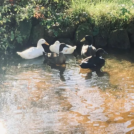 En Passant 3* Dambach