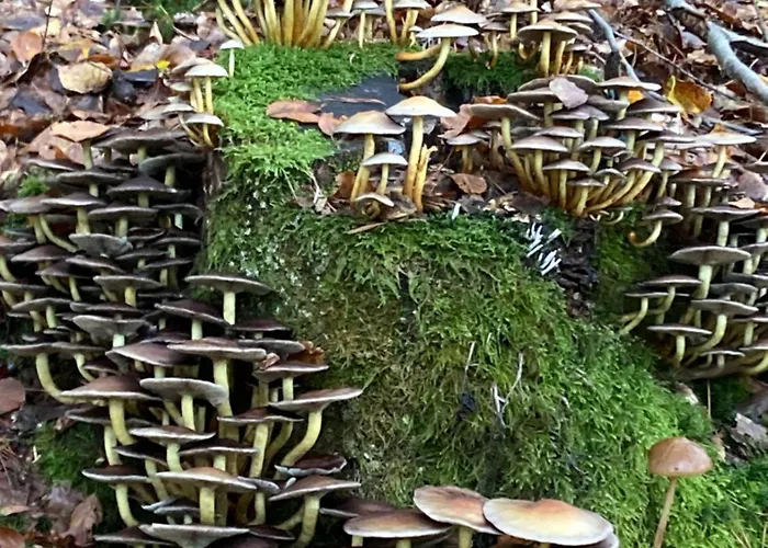 Bed & Breakfast En Passant 3*