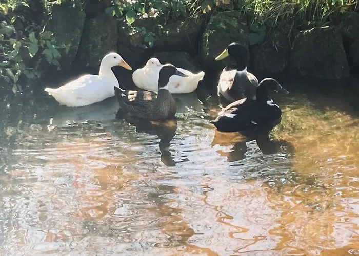 En Passant 3* Dambach